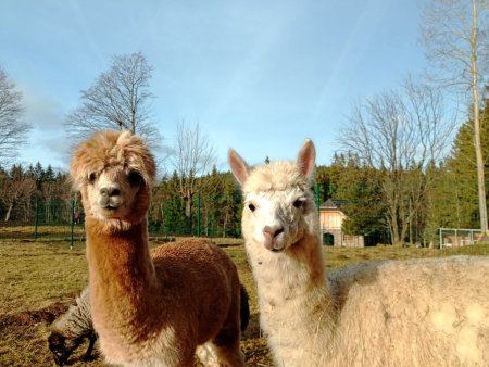 Procházka s Lamou na Šumavě