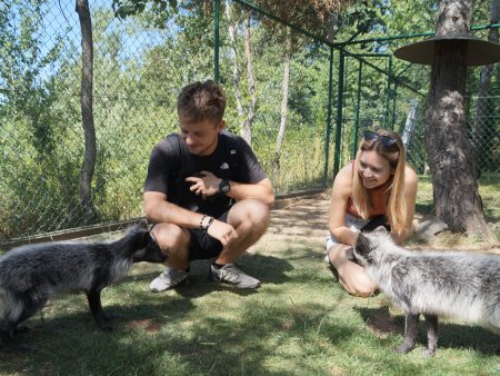 Procházka s polární liškou