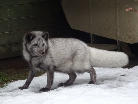 Procházka s polární liškou