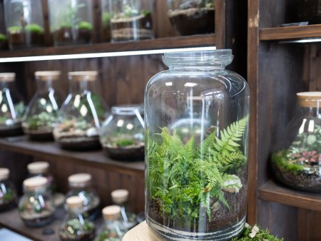 ArtTerra - Vytvoř si mechové terárium