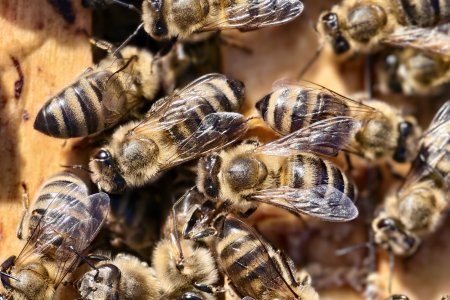 Včely jsou zážitek