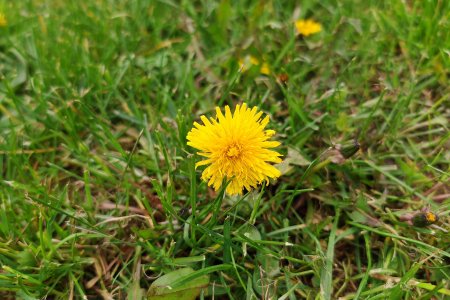 Jak fotí Honor Magic5 Pro