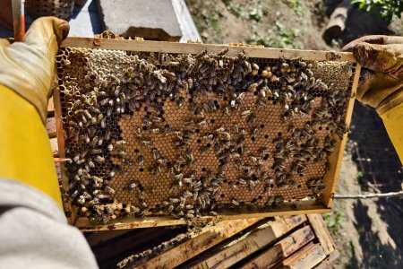 Včely jsou zážitek