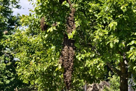 Včely jsou zážitek