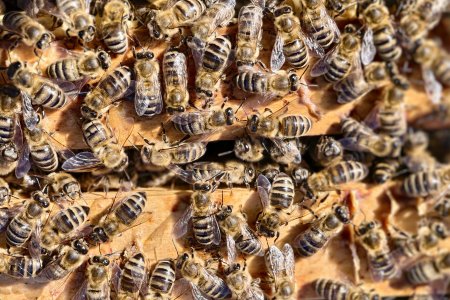 Včely jsou zážitek