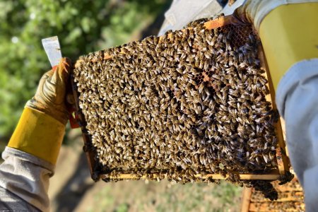 Včely jsou zážitek