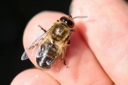 Včely jsou zážitek