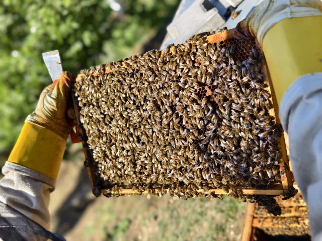 Včely jsou zážitek